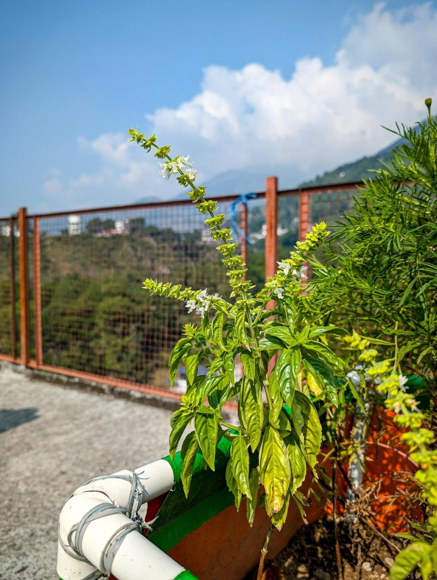 Hobo Hostel Dharamshala Exterior photo